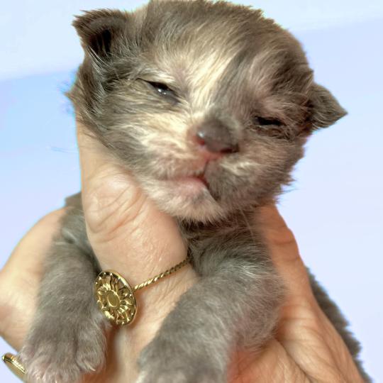 Maceo’s Gône’s Beryl d’Or Femelle Maine coon