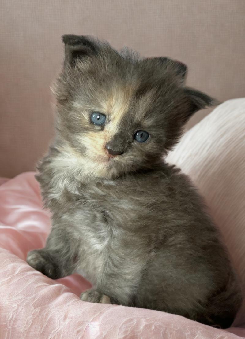 Maceo’s Gône’s Beryl d’Or Femelle Maine coon