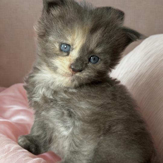 Maceo’s Gône’s Beryl d’Or Femelle Maine coon