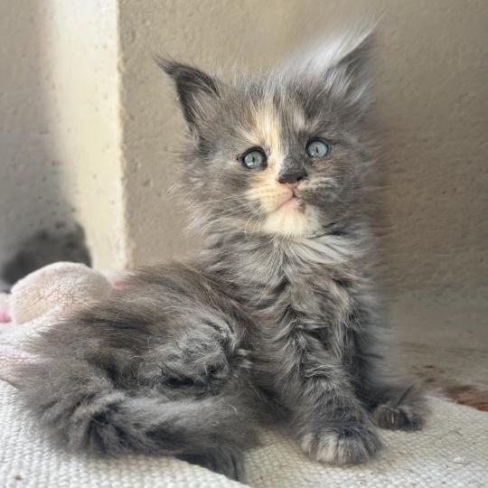 Maceo’s Gône’s Beryl d’Or Femelle Maine coon