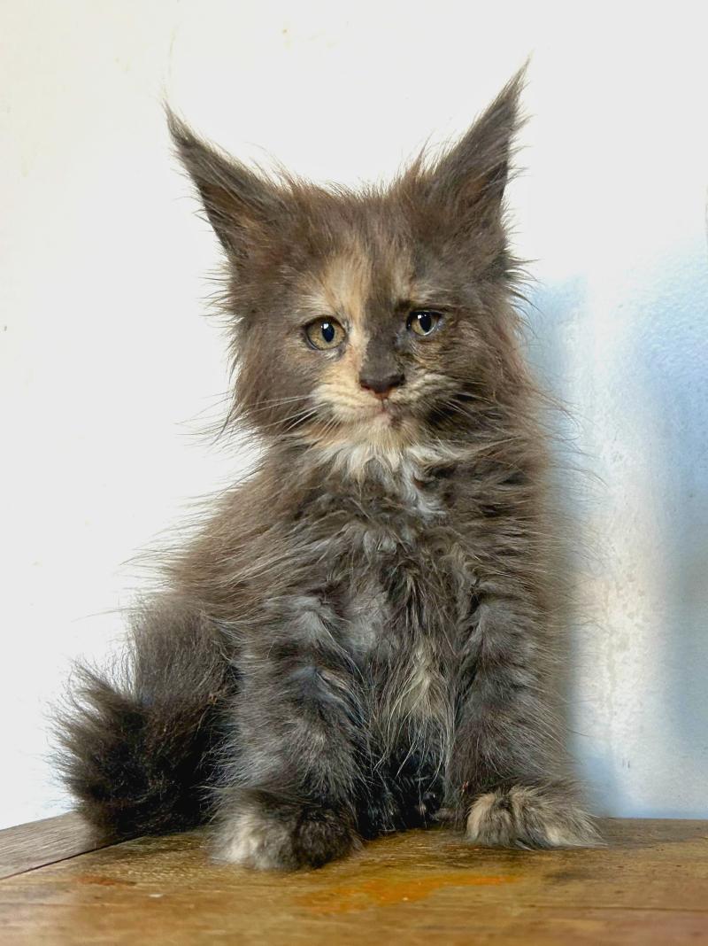 Maceo’s Gône’s Beryl d’Or Femelle Maine coon
