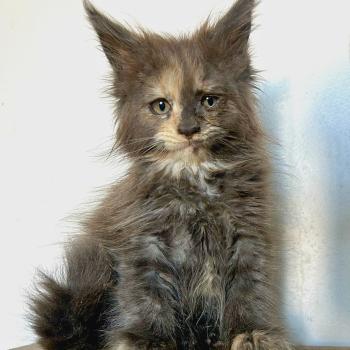 chaton Maine coon blue tortie Beryl d’Or Chatterie Maceo’s Gône’s Maine Coons