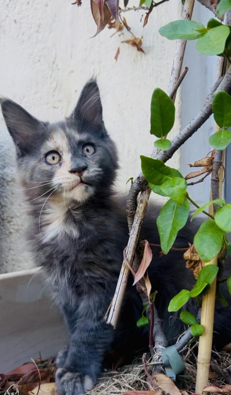 Maceo’s Gône’s Beryl d’Or Femelle Maine coon