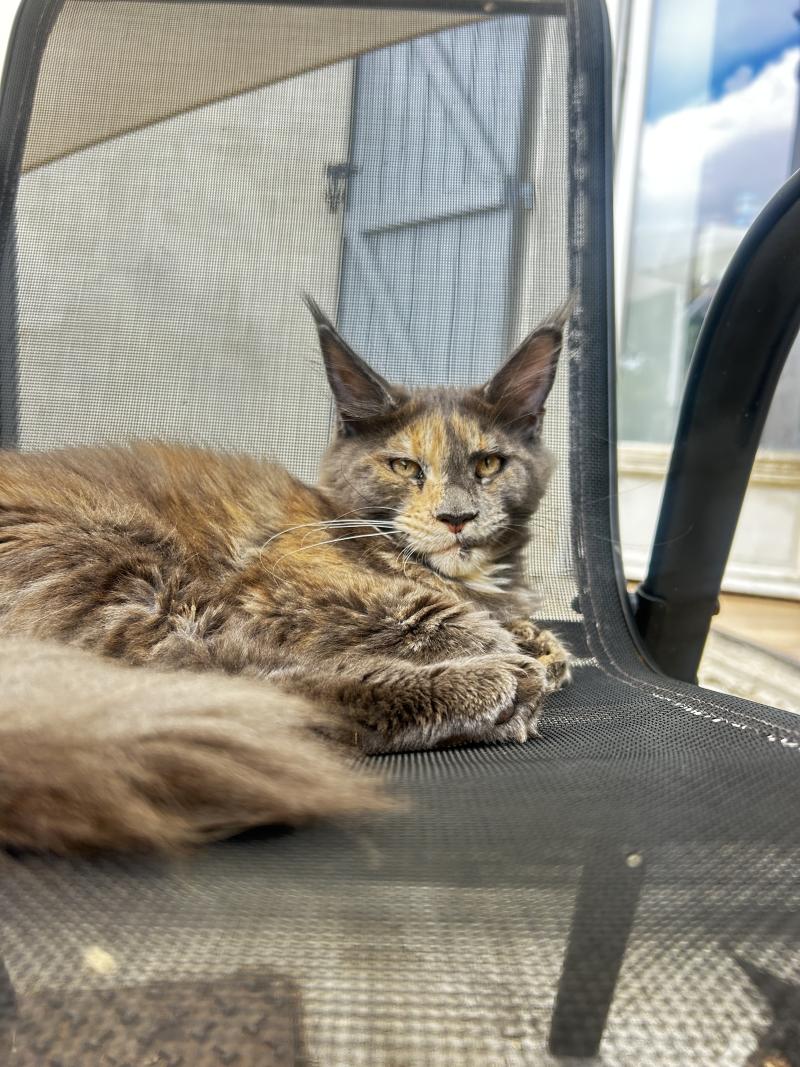 Maceo’s Gône’s Beryl d’Or Femelle Maine coon
