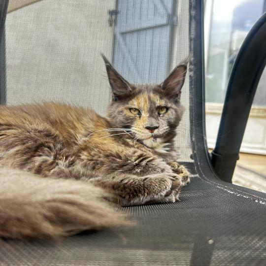 Maceo’s Gône’s Beryl d’Or Femelle Maine coon