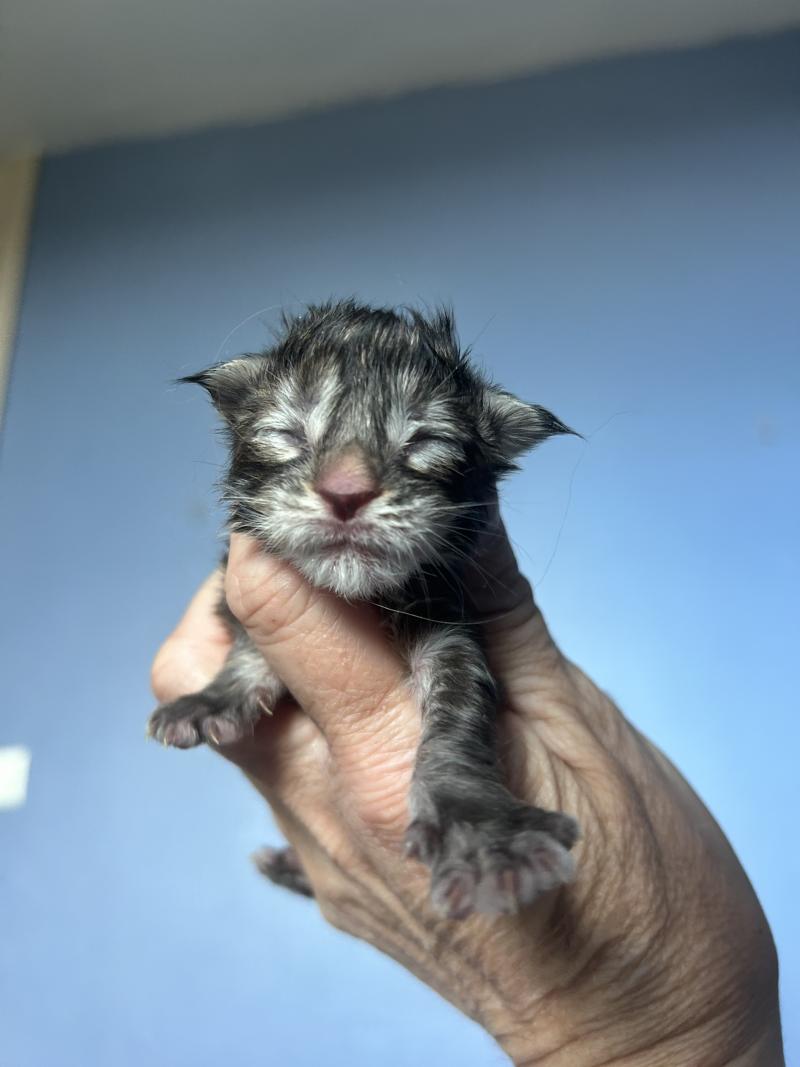 Maceo’s Gône’s Björk Femelle Maine coon