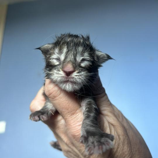Maceo’s Gône’s Björk Femelle Maine coon