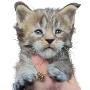 chaton Maine coon brown tortie mackerel tabby Bixie Cute Chatterie Maceo’s Gône’s Maine Coons