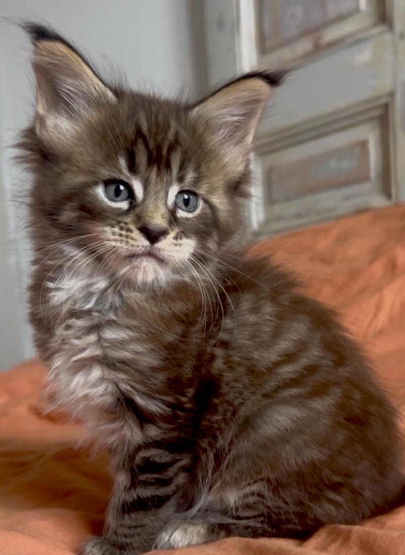 Maceo’s Gône’s Bixie Cute Femelle Maine coon