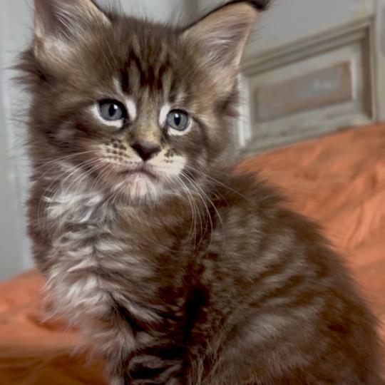 Maceo’s Gône’s Bixie Cute Femelle Maine coon