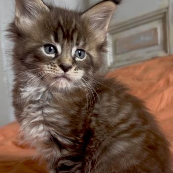 chaton Maine coon brown tortie mackerel tabby Bixie Cute Chatterie Maceo’s Gône’s Maine Coons