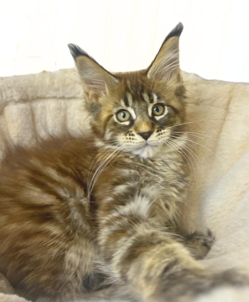 Maceo’s Gône’s Bixie Cute Femelle Maine coon