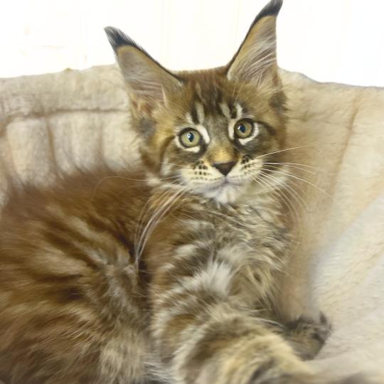 Maceo’s Gône’s Bixie Cute Femelle Maine coon