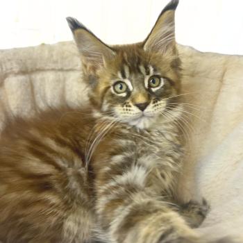 chaton Maine coon brown tortie mackerel tabby Bixie Cute Chatterie Maceo’s Gône’s Maine Coons