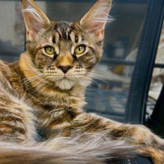 Maceo’s Gône’s Bixie Cute Femelle Maine coon