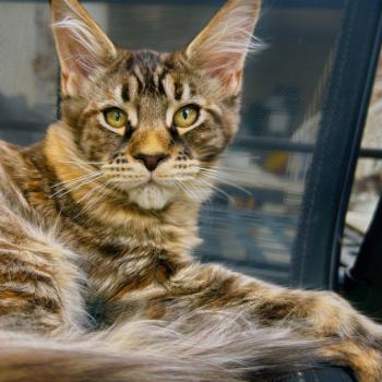 chaton Maine coon brown tortie mackerel tabby Bixie Cute Chatterie Maceo’s Gône’s Maine Coons