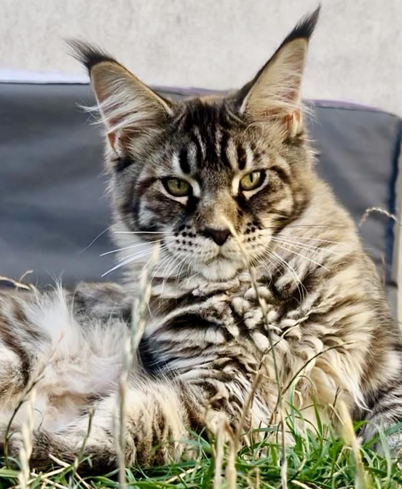 Maceo’s Gône’s Bixie Cute Femelle Maine coon