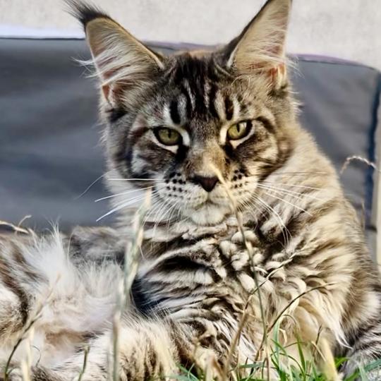 Maceo’s Gône’s Bixie Cute Femelle Maine coon
