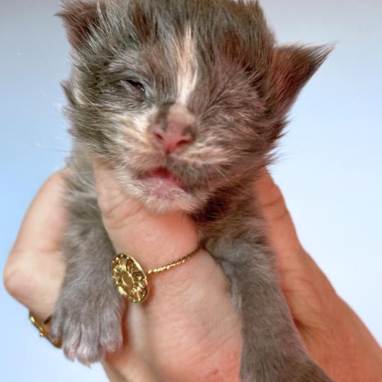 Maceo’s Gône’s Boreál d’Azur Femelle Maine coon