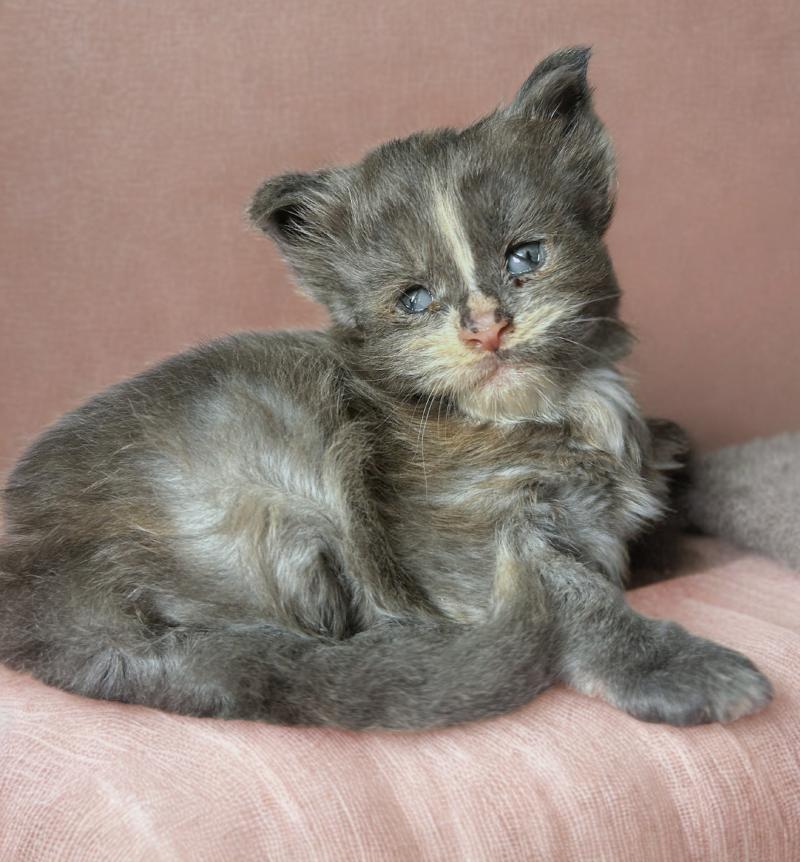 Maceo’s Gône’s Boreál d’Azur Femelle Maine coon