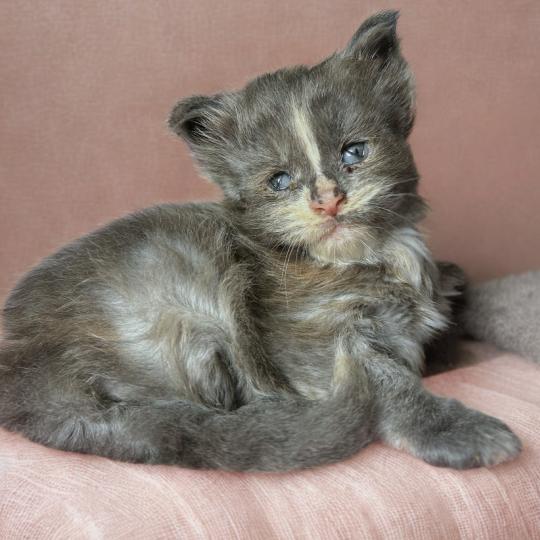 Maceo’s Gône’s Boreál d’Azur Femelle Maine coon