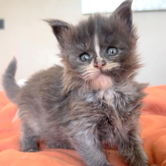 Maceo’s Gône’s Boreál d’Azur Femelle Maine coon