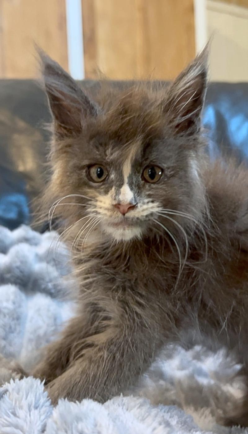 Maceo’s Gône’s Boreál d’Azur Femelle Maine coon