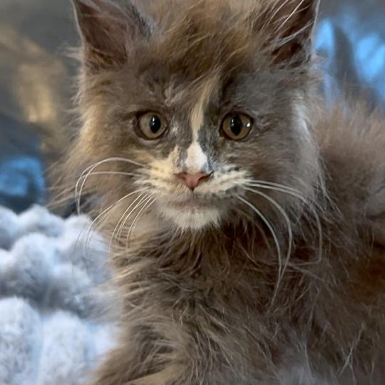 Maceo’s Gône’s Boreál d’Azur Femelle Maine coon