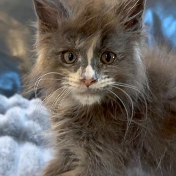chaton Maine coon blue tortie Boreál d’Azur Chatterie Maceo’s Gône’s Maine Coons