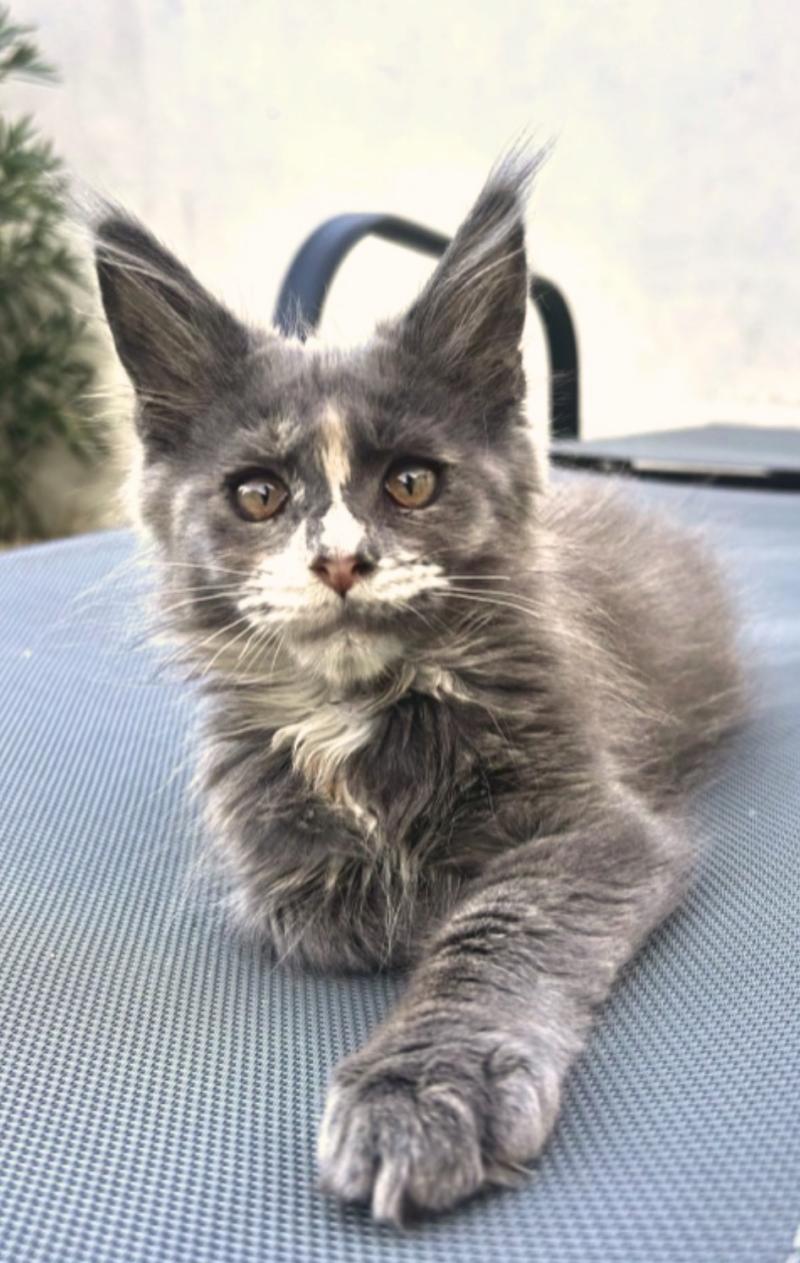 Maceo’s Gône’s Boreál d’Azur Femelle Maine coon