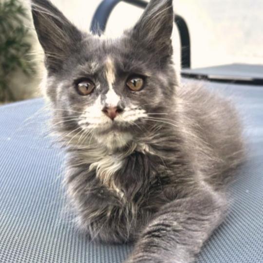 Maceo’s Gône’s Boreál d’Azur Femelle Maine coon