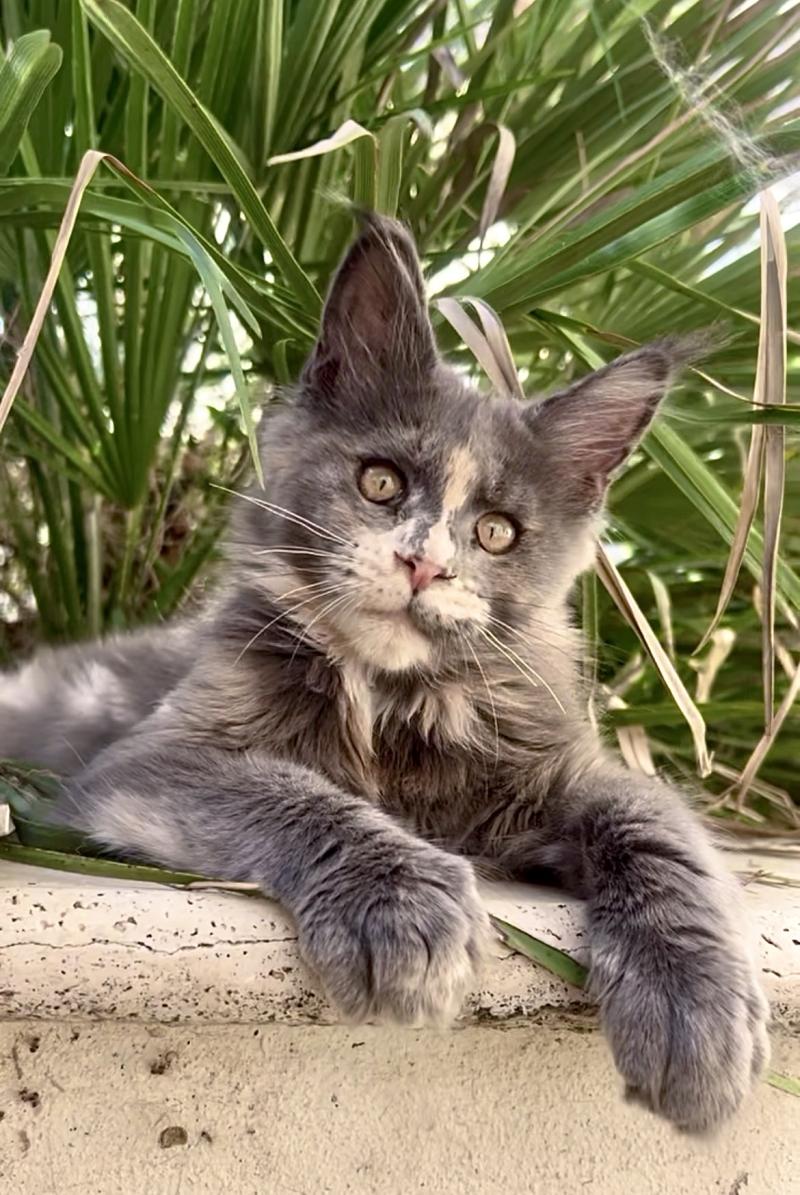 Maceo’s Gône’s Boreál d’Azur Femelle Maine coon