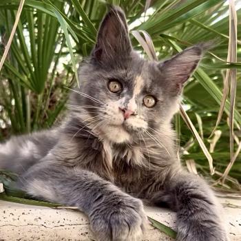 chaton Maine coon blue tortie Boreál d’Azur Chatterie Maceo’s Gône’s Maine Coons