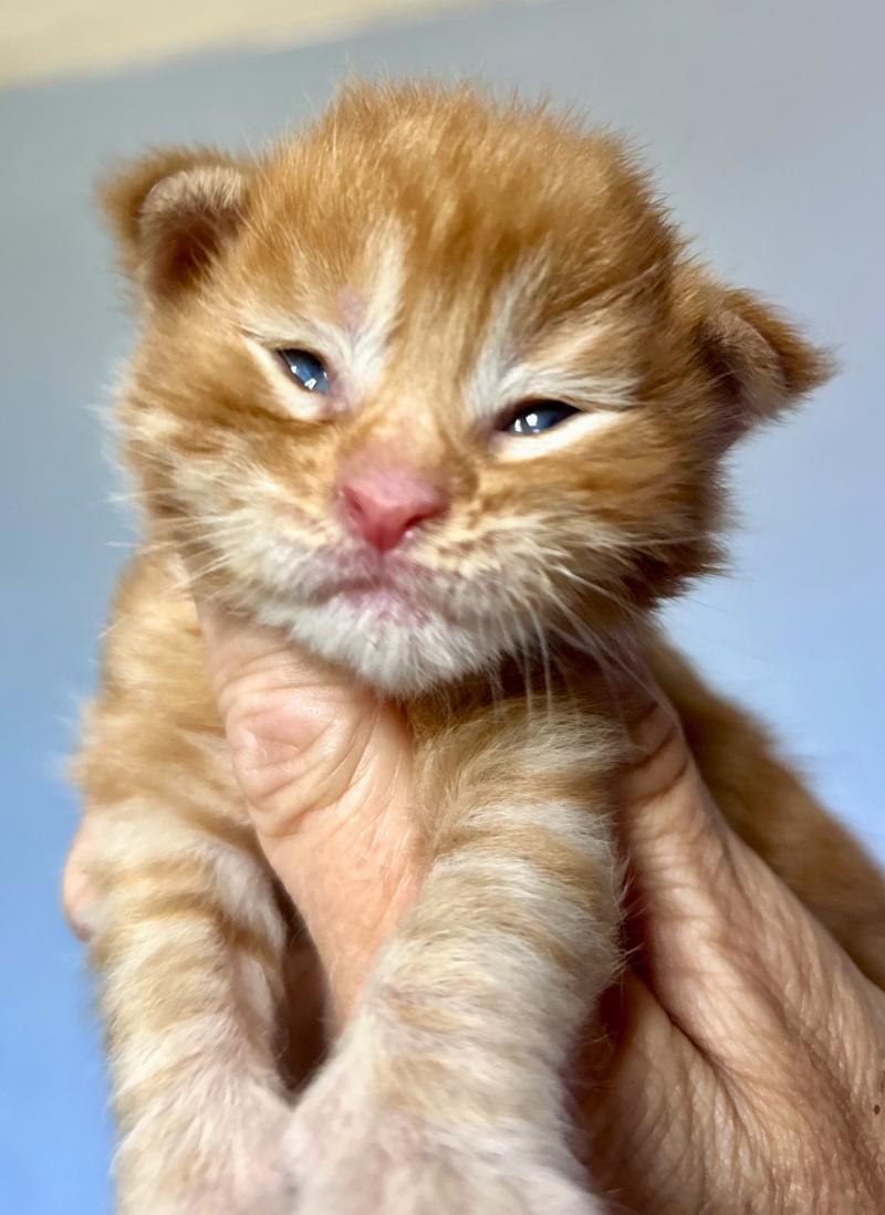 Maceo’s Gône’s Buckley Mâle Maine coon