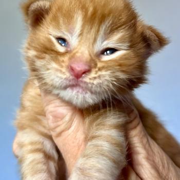 chaton Maine coon red mackerel tabby Buckley Chatterie Maceo’s Gône’s Maine Coons