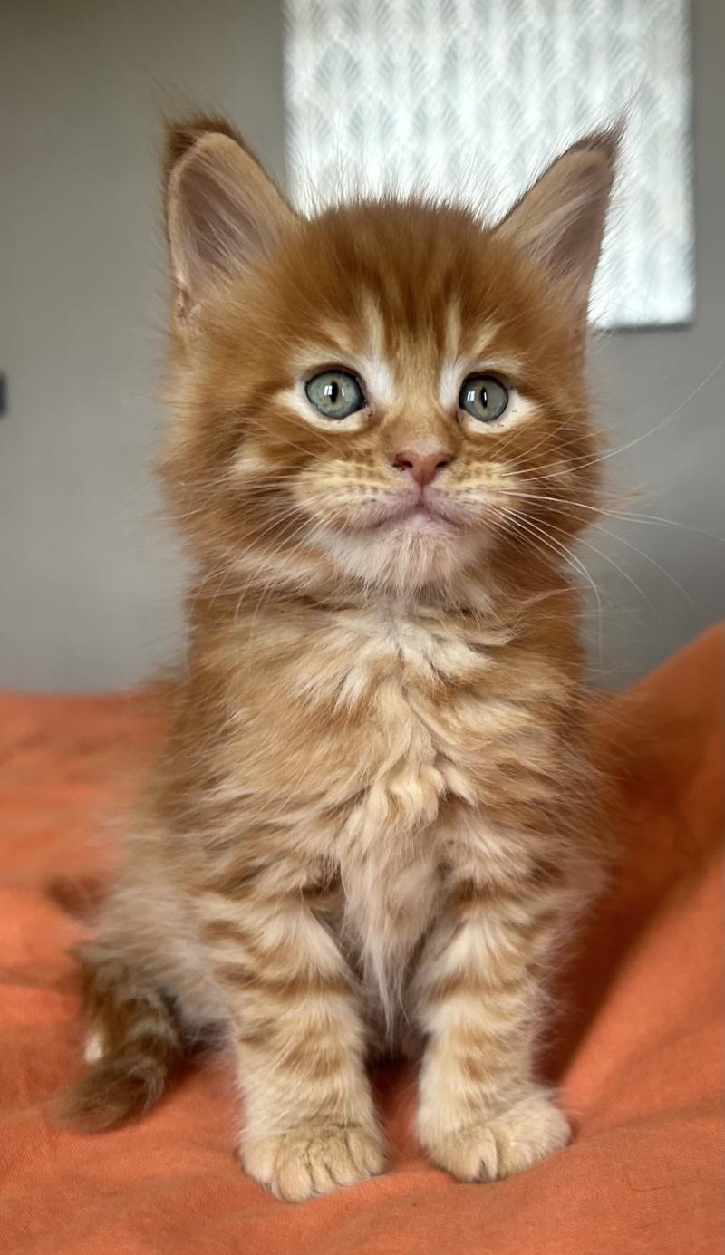 Maceo’s Gône’s Buckley Mâle Maine coon