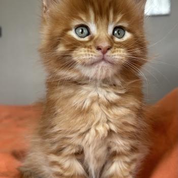 chaton Maine coon red mackerel tabby Buckley Chatterie Maceo’s Gône’s Maine Coons