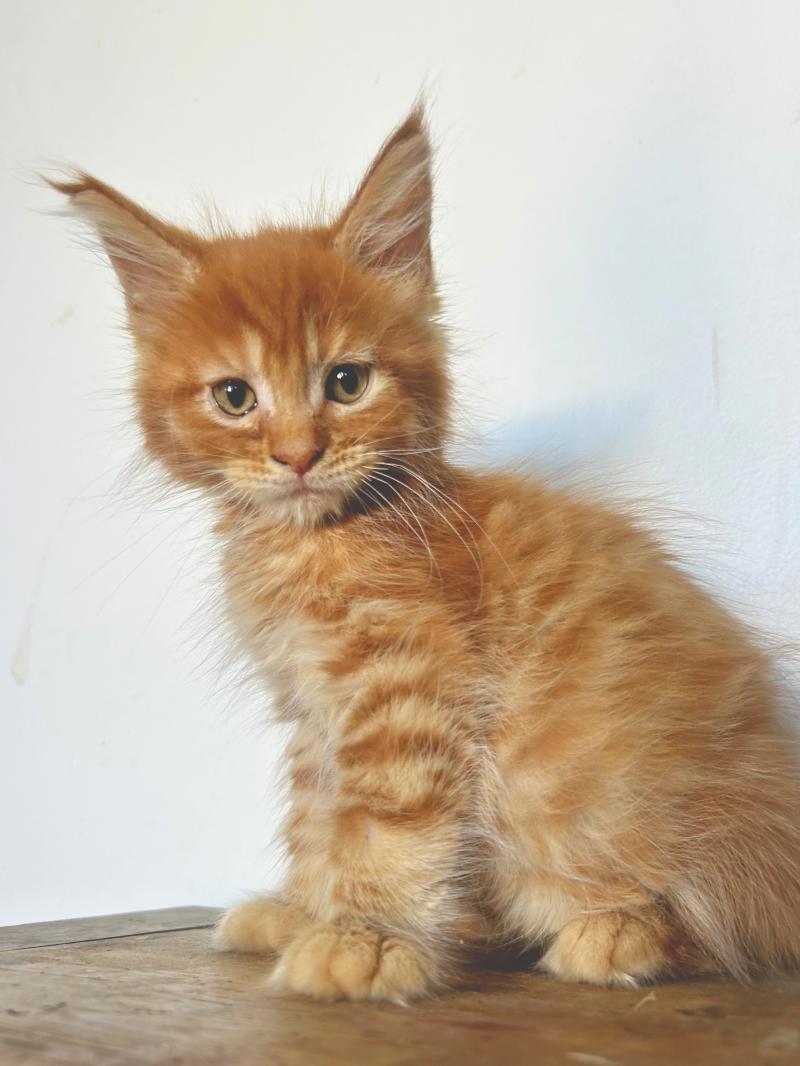 Maceo’s Gône’s Buckley Mâle Maine coon