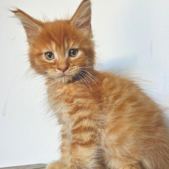 Maceo’s Gône’s Buckley Mâle Maine coon