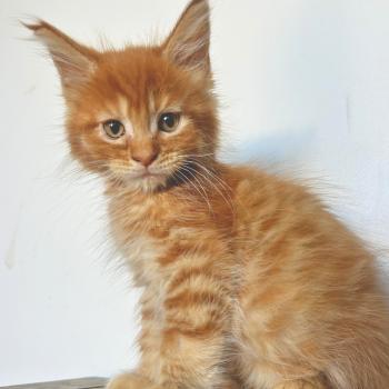 chaton Maine coon red mackerel tabby Buckley Chatterie Maceo’s Gône’s Maine Coons