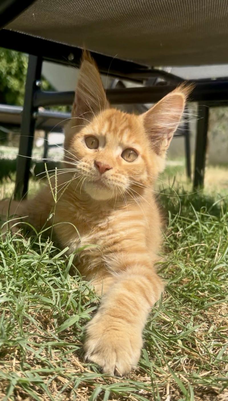 Maceo’s Gône’s Buckley Mâle Maine coon