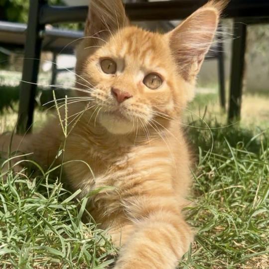 Maceo’s Gône’s Buckley Mâle Maine coon