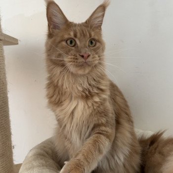 chat Maine coon cream blotched tabby In Love with Tomen Chatterie Maceo’s Gône’s Maine Coons