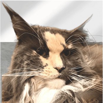 chat Maine coon blue tortie & blanc R’mione Smart Witch Chatterie Maceo’s Gône’s Maine Coons