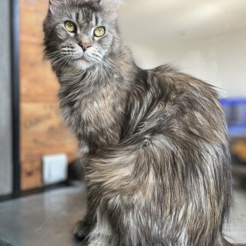 chat Maine coon black tortie silver blotched tabby Oups Chatterie Maceo’s Gône’s Maine Coons