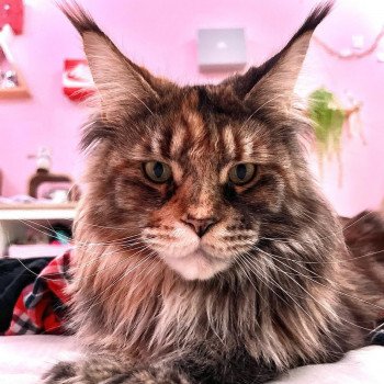 chat Maine coon brown tortie blotched tabby Rajani de Farmington Chatterie Maceo’s Gône’s Maine Coons