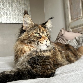 chat Maine coon brown tortie blotched tabby Rajani de Farmington Chatterie Maceo’s Gône’s Maine Coons