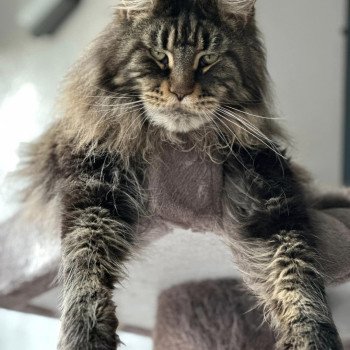 chaton Maine coon brown blotched tabby Saw VI Chatterie Maceo’s Gône’s Maine Coons