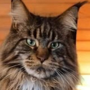 chaton Maine coon brown blotched tabby Scar Ymovie Chatterie Maceo’s Gône’s Maine Coons