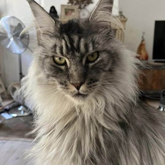 Maceo’s Gône’s SHEW KII Mâle Maine coon